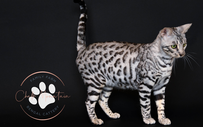 United States Best Bengal Breeder